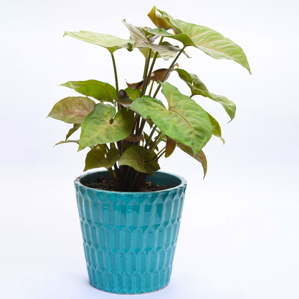  Esroilr Bronz Syngonium