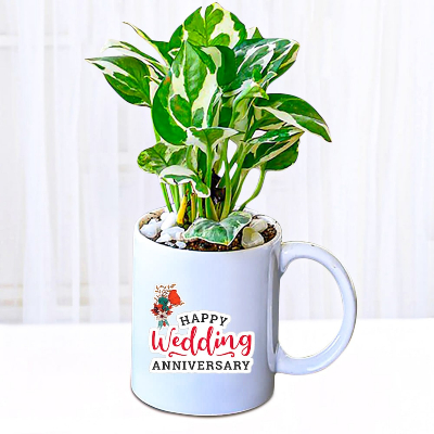 Happy Wedding Anniversary Money plant