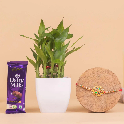 Two Layer Bamboo Plant With Dairy Milk Chocolate Rakhi Combo