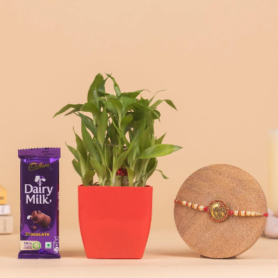 Bamboo Plant Plant With Om Rakhi And Chocolate