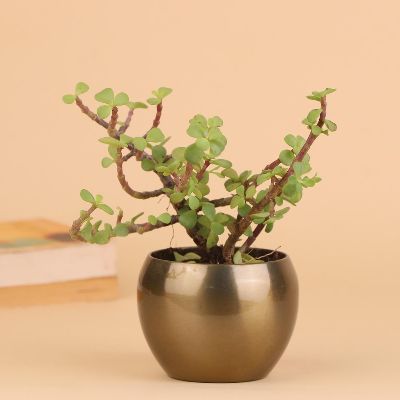 Medicinal Jade Plant