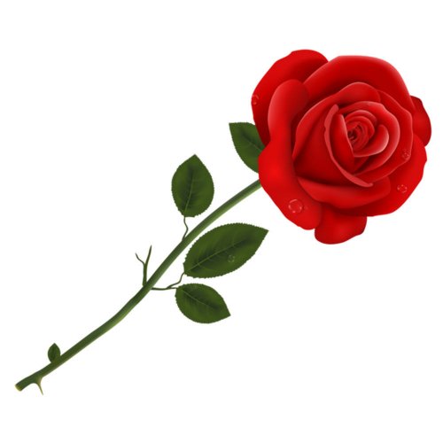  Single Red Rose